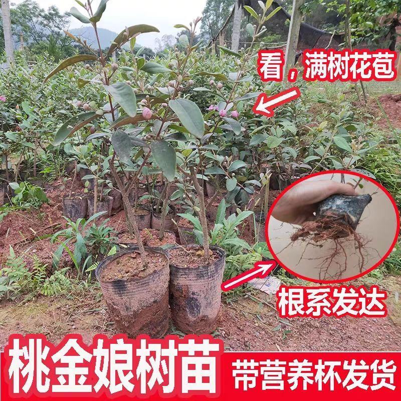 桃金娘苗捻子树苗四季种植山捻子苗庭院盘栽树苗户外绿化观赏