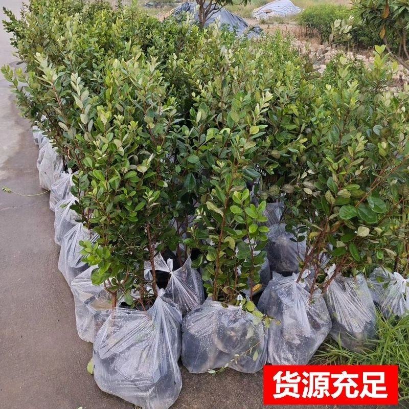 桃金娘苗捻子树苗四季种植山捻子苗庭院盘栽树苗户外绿化观赏