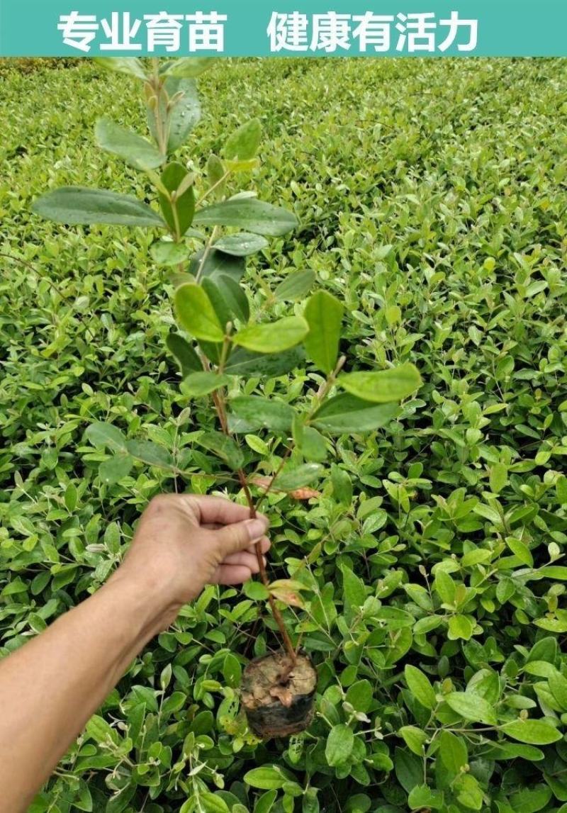 桃金娘苗捻子树苗四季种植山捻子苗庭院盘栽树苗户外绿化观赏