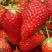 红颜99草莓安徽省蚌埠市徐郢千亩草莓村