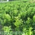 柠檬苗广西发货包邮四季香水，青柠檬，