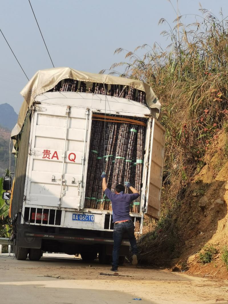 黑皮甘蔗，贵州天然种植