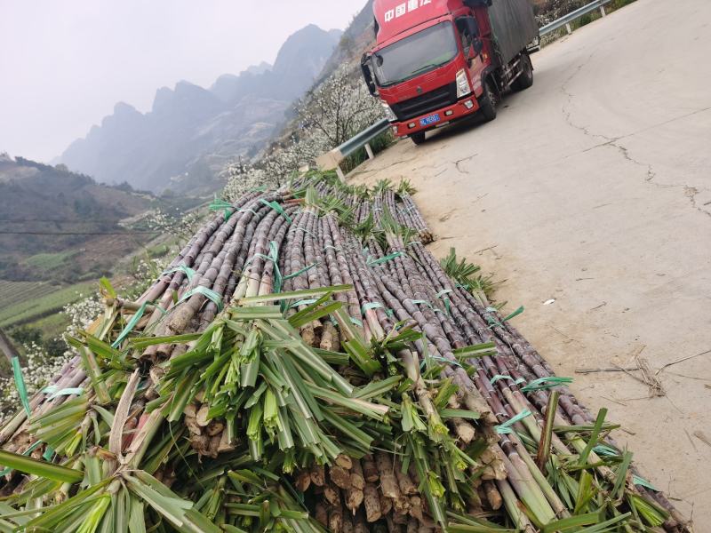 黑皮甘蔗，贵州天然种植