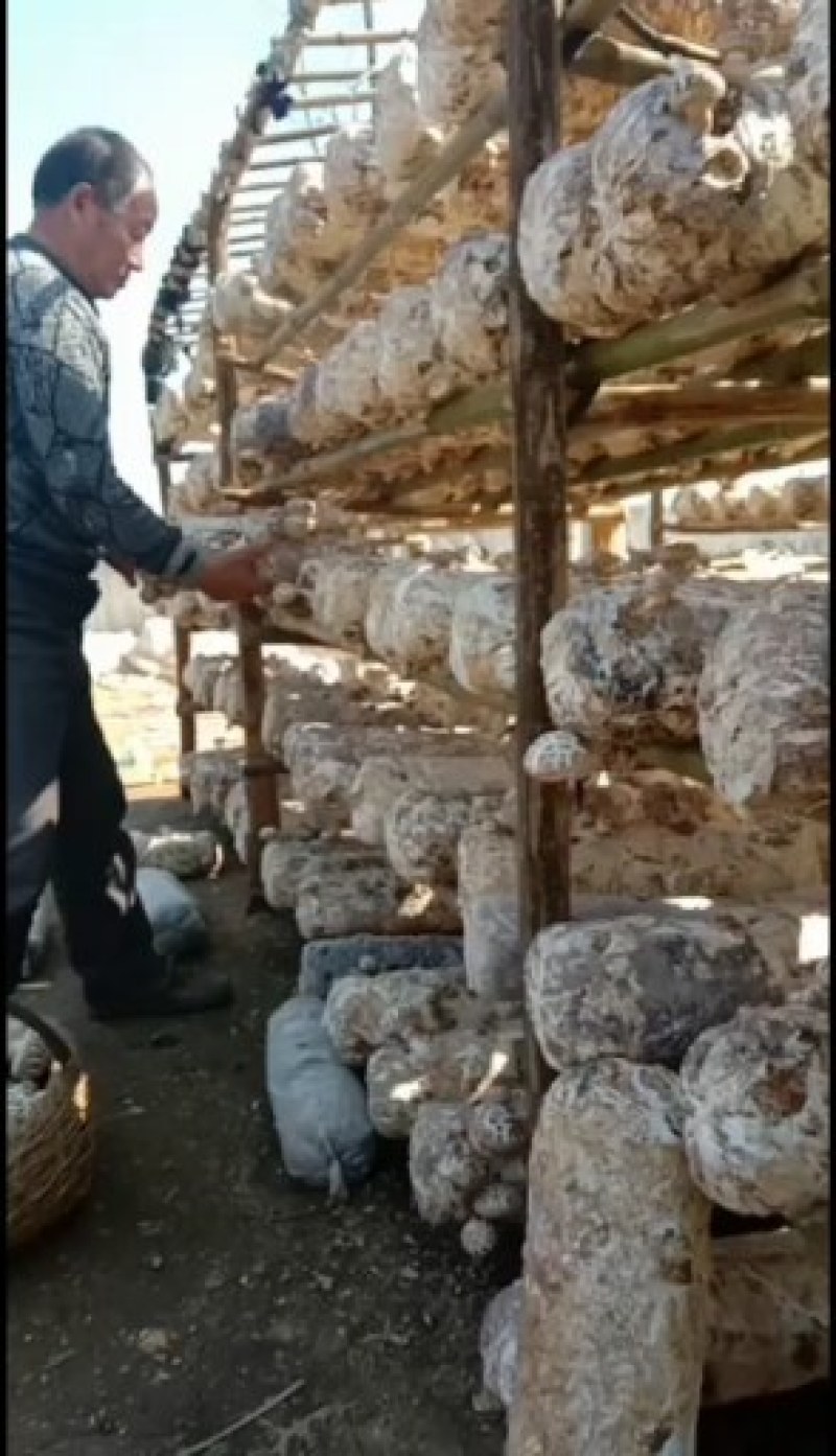 湖北香菇菌棒，货源充足，春栽，秋栽冬收品质保证欢迎咨询