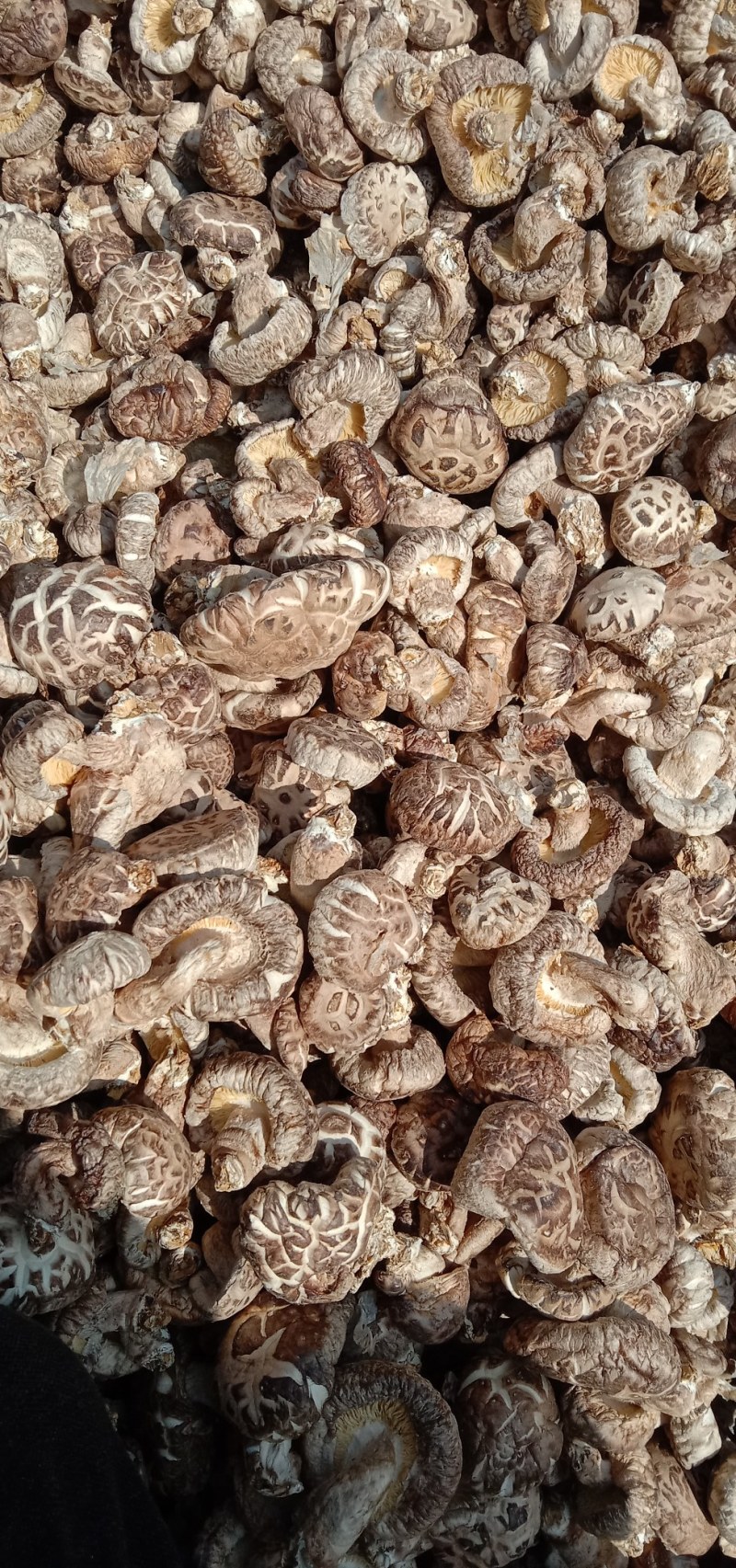 湖北香菇菌棒，货源充足，春栽，秋栽冬收品质保证欢迎咨询