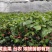 黄金百香果苗新品种维蜜纯甜嫁接苗爬藤季果树苗当年结果盆