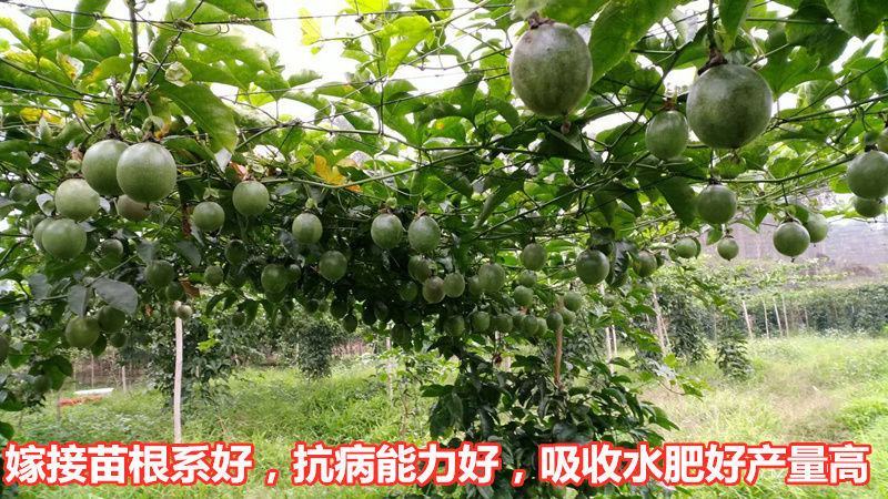 黄金百香果苗新品种维蜜纯甜嫁接苗爬藤季果树苗当年结果盆