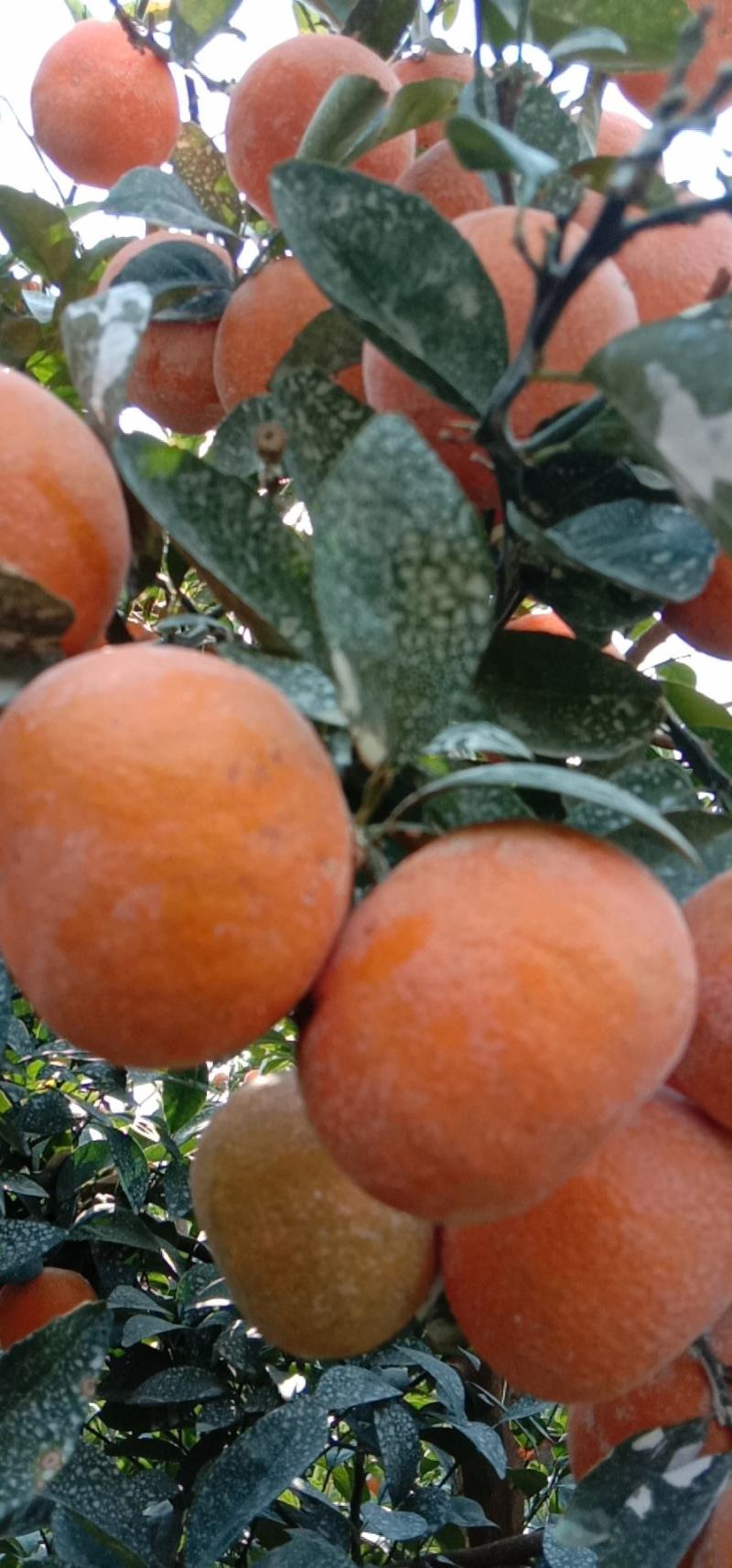 茂谷柑皮溥水份多甜度好