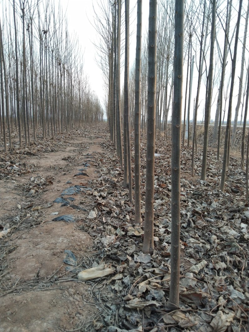 现有楸树河南楸金丝楸