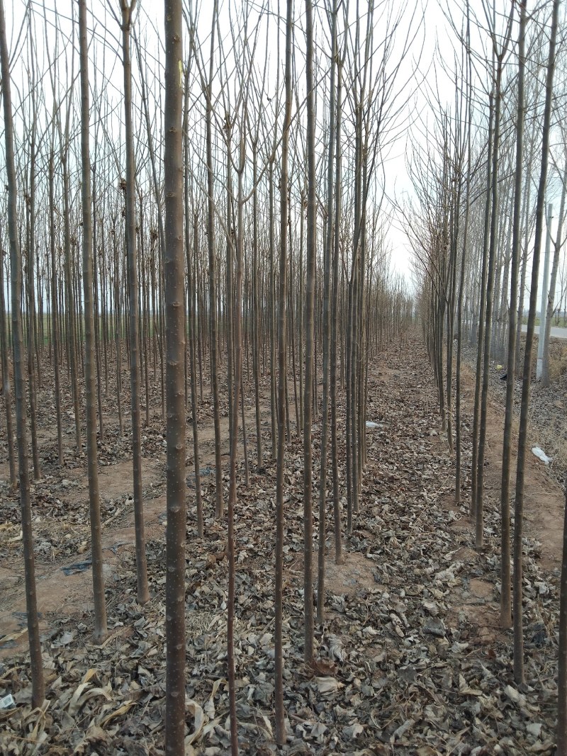 现有楸树河南楸金丝楸