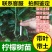 广东四季香水柠檬青柠檬树苗嫁接盆栽地栽庭院当年