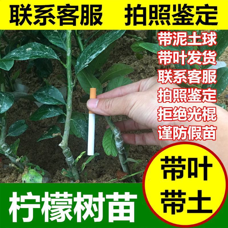 广东四季香水柠檬青柠檬树苗嫁接盆栽地栽庭院当年