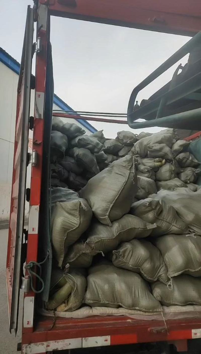 河南开封精品青萝卜大量上市，电商市场超市代发全国各地