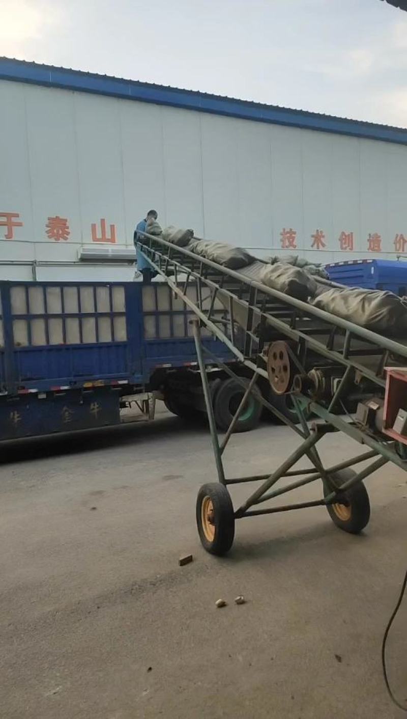 河南开封精品青萝卜大量上市，电商市场超市代发全国各地