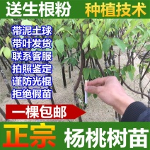 杨桃苗特大甜杨桃树苗纯甜嫁接果苗四季结果庭院地栽盆栽当年