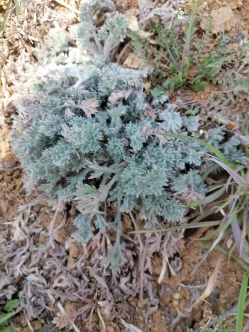 鲜茵陈：野生二月小苗晒干喝茶：零售批发一手货源手选货通货