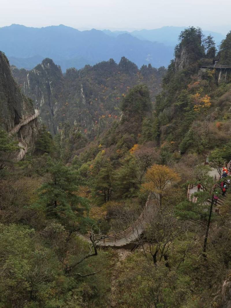 鲜茵陈：野生二月小苗晒干喝茶：零售批发一手货源手选货通货