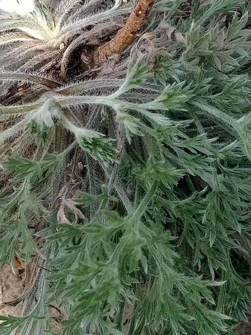 鲜茵陈：野生二月小苗晒干喝茶：零售批发一手货源手选货通货