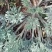鲜茵陈：野生二月小苗晒干喝茶：零售批发一手货源手选货通货