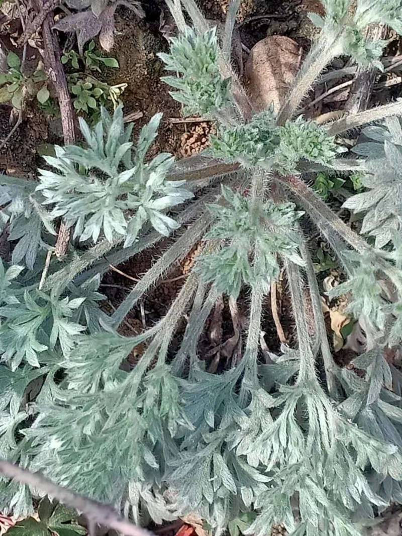 鲜茵陈：野生二月小苗晒干喝茶：零售批发一手货源手选货通货