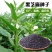 黑芝麻种子12-3提纯黑芝麻种子高产高油黑芝麻种子