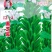 黑芝麻种子12-3提纯黑芝麻种子高产高油黑芝麻种子