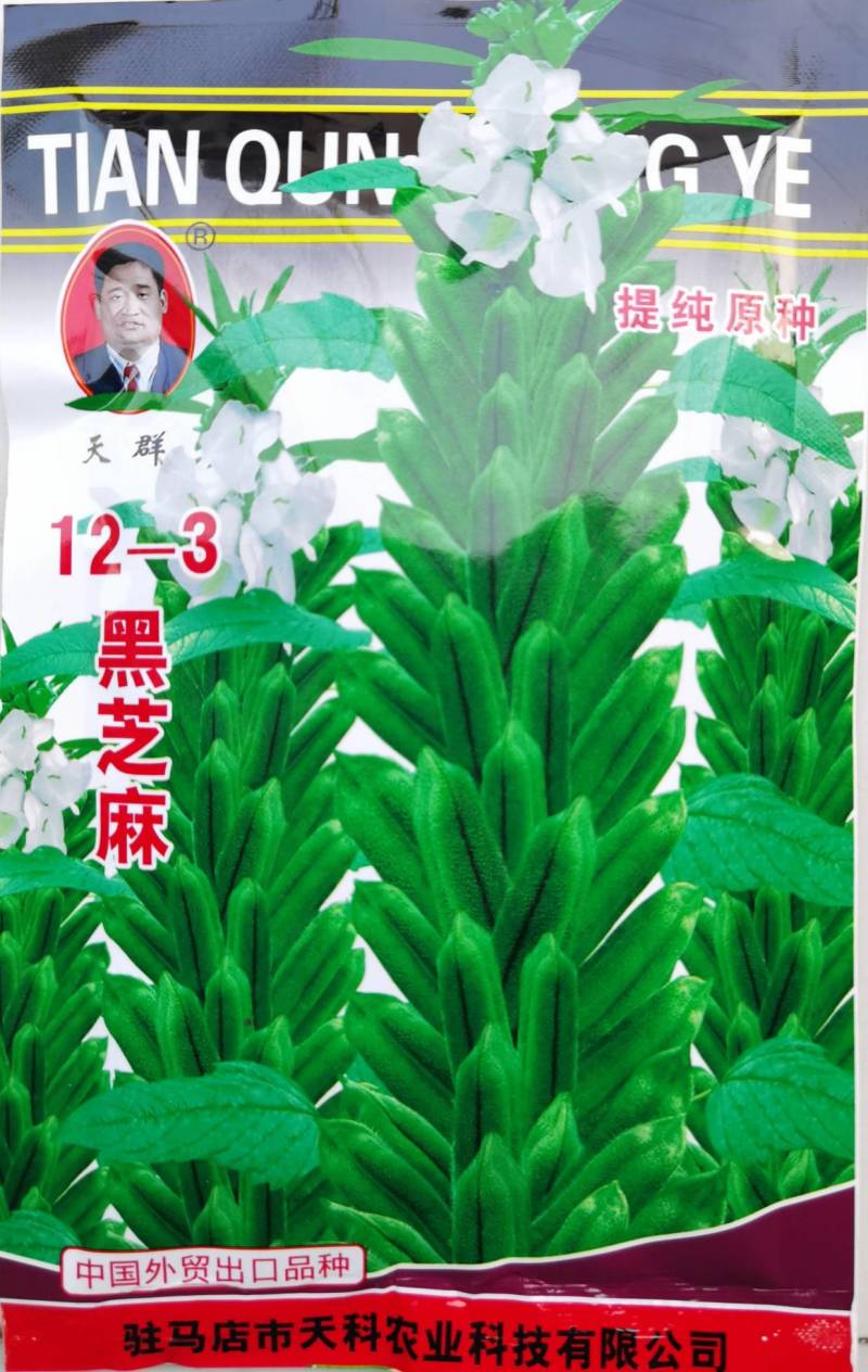 黑芝麻种子12-3提纯黑芝麻种子高产高油黑芝麻种子
