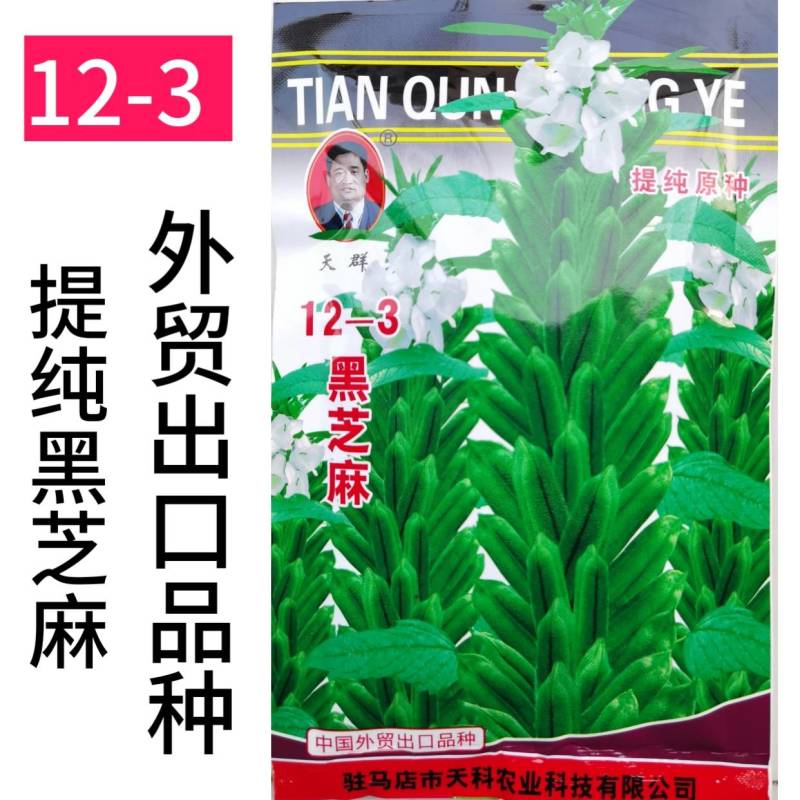 黑芝麻种子12-3提纯黑芝麻种子高产高油黑芝麻种子