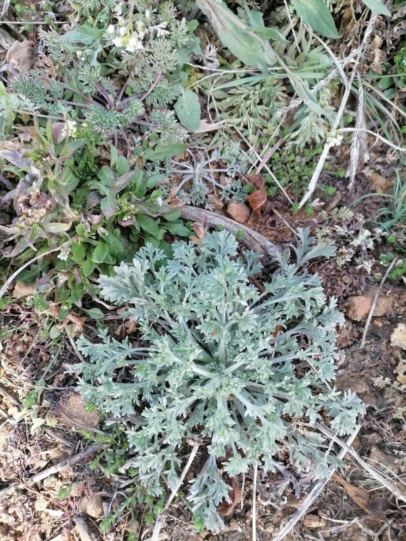 鲜茵陈：二月小苗：喝茶：做菜乡村野菜：一手货源批发