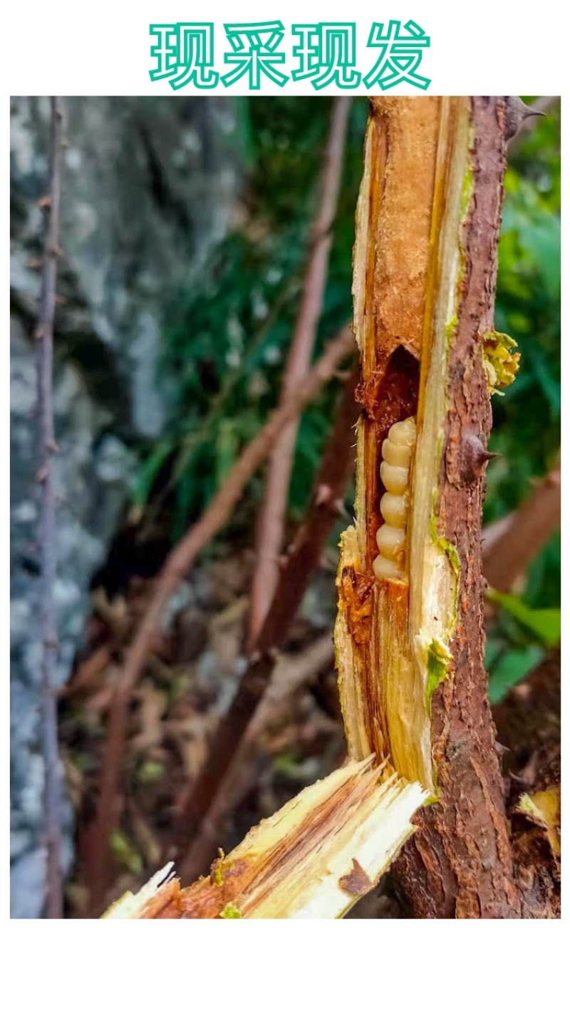 斗米虫天然云实树蛀虫鸟不踏刺虫天牛幼虫高蛋白营养滋补