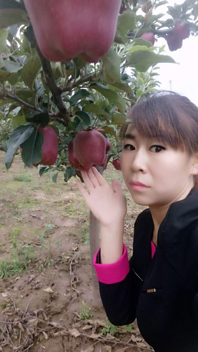 甘肃天水花牛苹果树苗，大量现货速发，成活率高欢迎选购