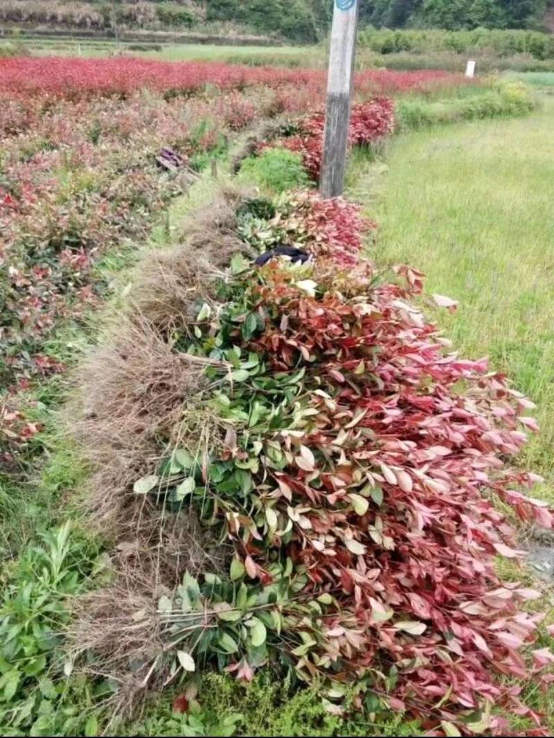 红叶石楠苗红叶石楠地插苗红叶石楠树苗石楠苗