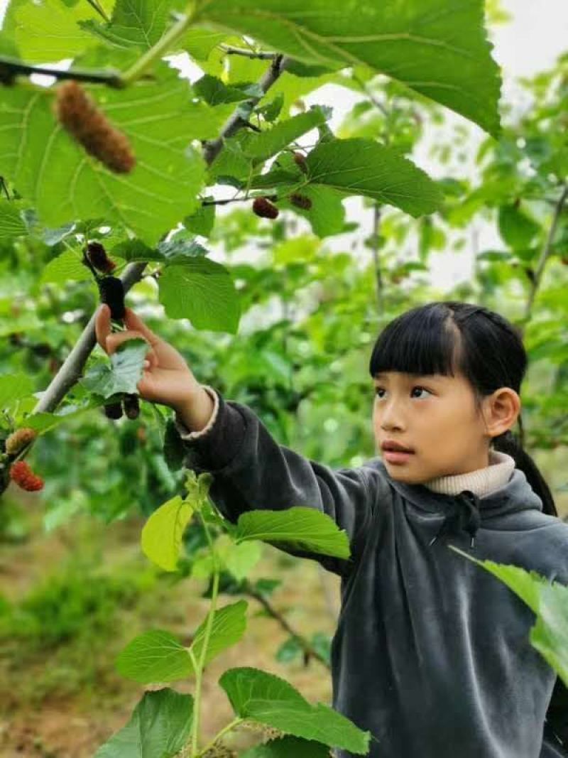 桑树苗仙果一号果桑苗果大口感甜是果桑中大果王抗病能力强