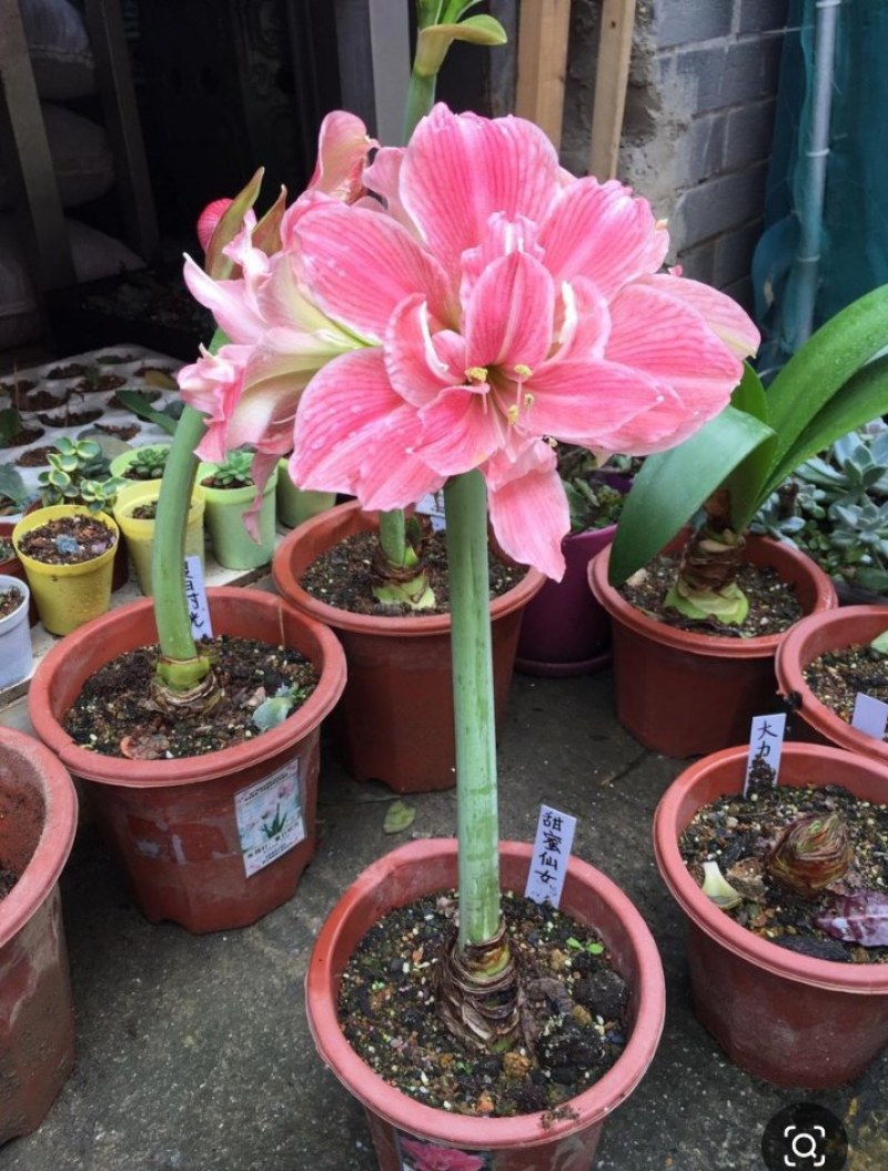 朱顶红种球混色发货花卉室内土培水培4-6公分