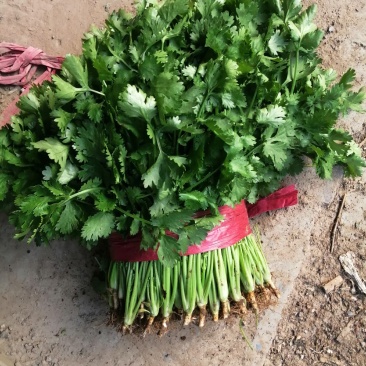 大叶香菜25~30，30一40厘米，中棵，粗棵。
