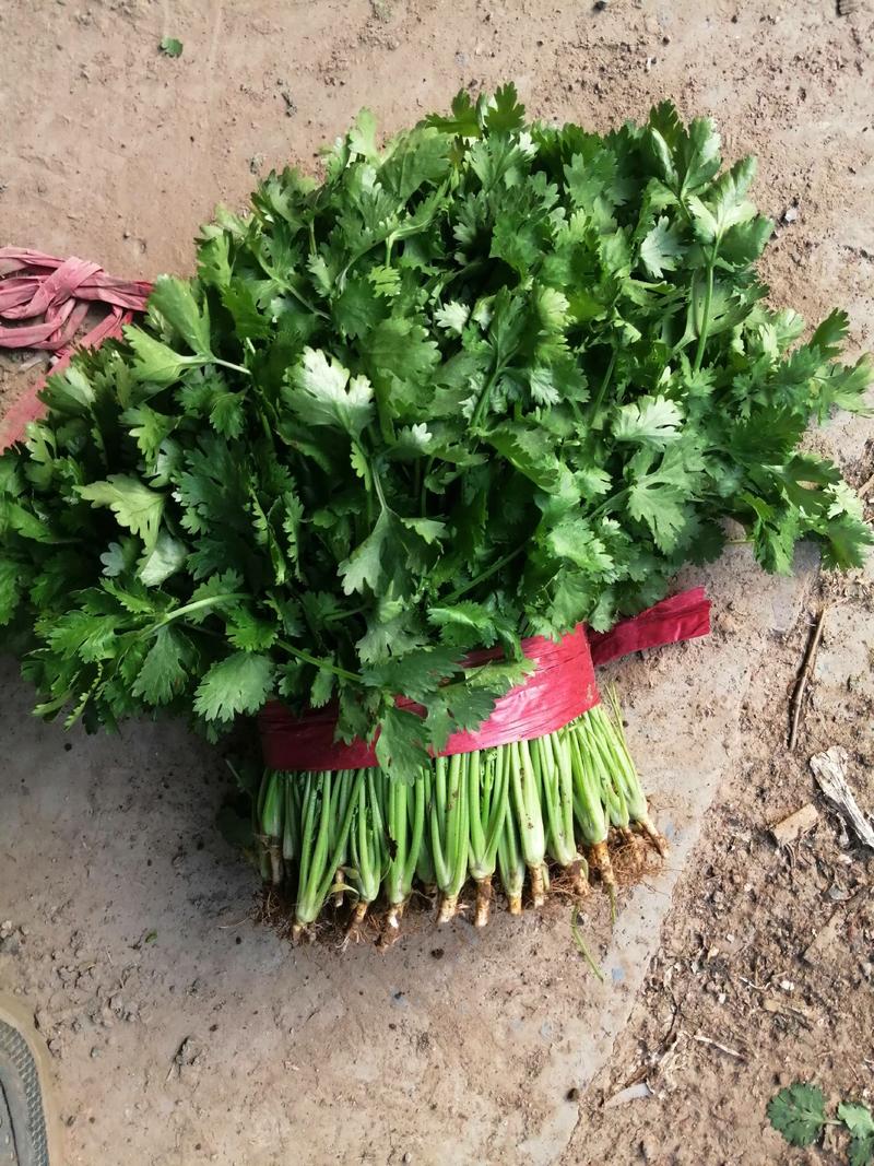 大叶香菜25~30，30一40厘米，中棵，粗棵。