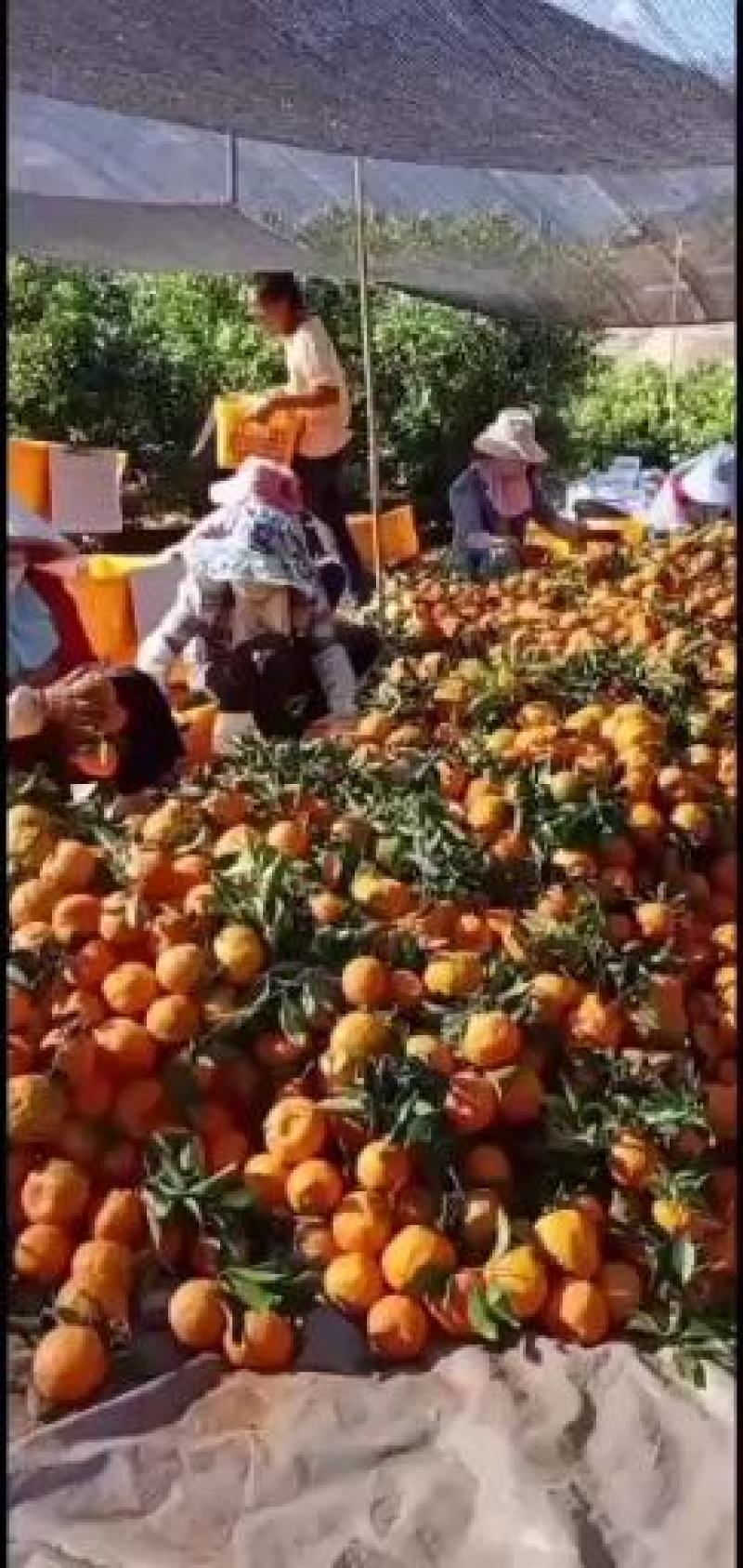 云南晩芦椪柑，上市了谢谢订货了，朋友们快点来看货了！