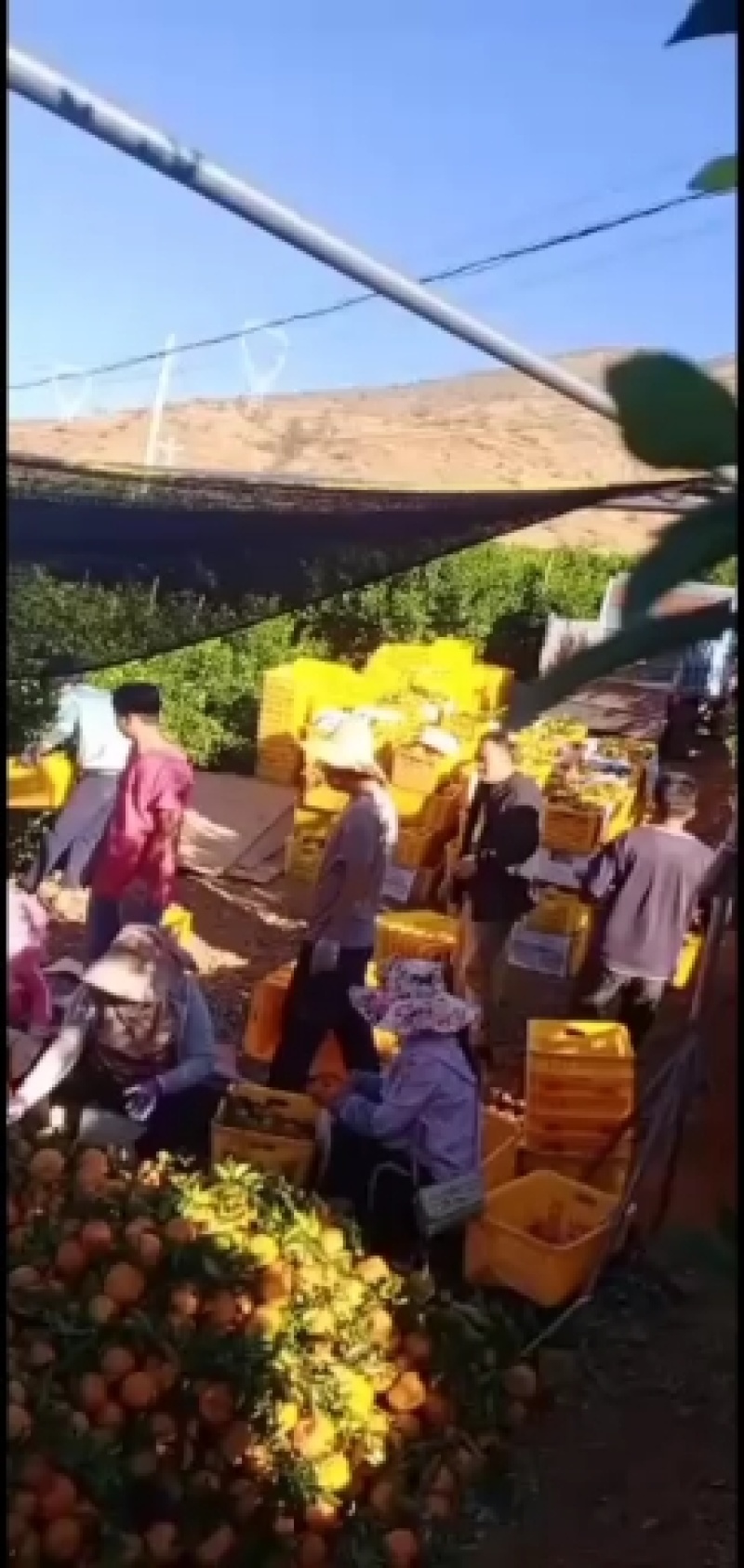 云南晩芦椪柑，上市了谢谢订货了，朋友们快点来看货了！