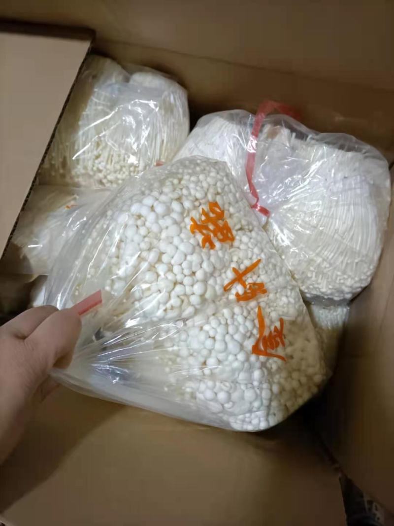 金针菇鲜品以未开伞、鲜嫩、菌柄长15厘米左右，均匀整齐，