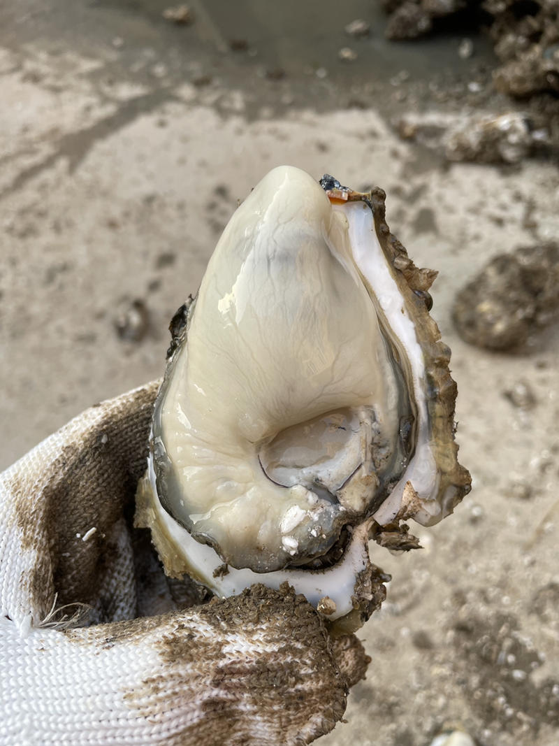 直销台山蚝广东生蚝湛江生蚝珠海生蚝阳江生蚝批发