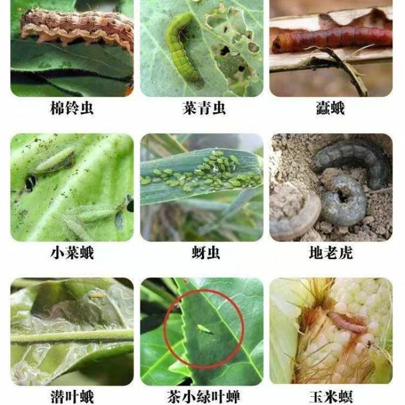 沪联高效氯氟氰菊酯10蚜虫木虱食心虫蓟马地老虎杀虫剂农药