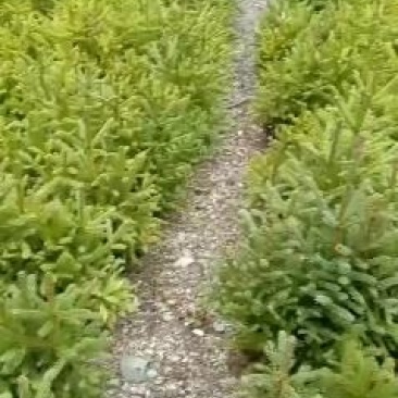 云杉小苗，油松小苗，成活率百分之九十九