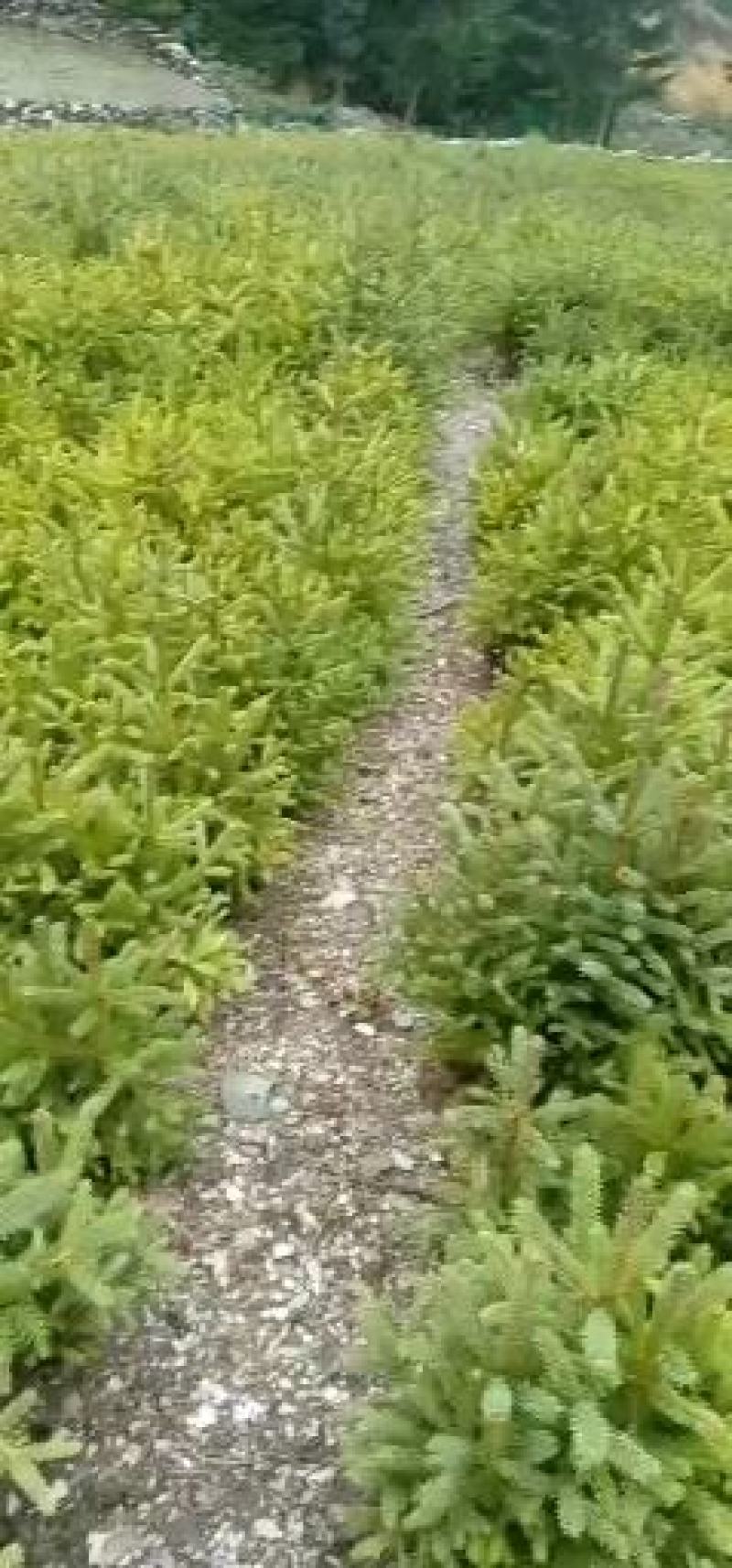 云杉小苗，油松小苗，成活率百分之九十九