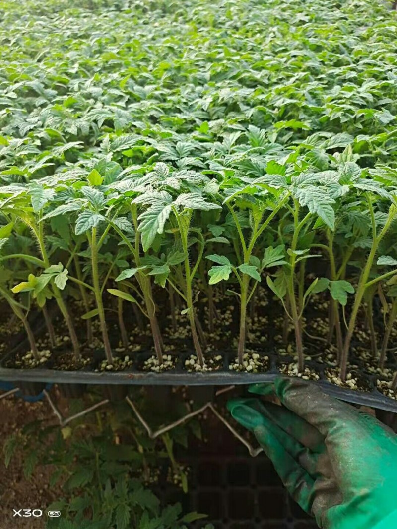 釜山88小番茄苗小西红柿育苗厂嫁接圣女果苗批发