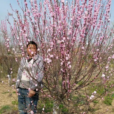 沭阳产地6公分7公分8公分榆叶梅多少钱一棵榆叶梅优质商家