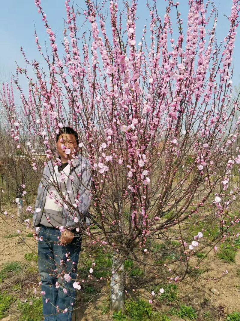 沭阳产地6公分7公分8公分榆叶梅多少钱一棵榆叶梅优质商家
