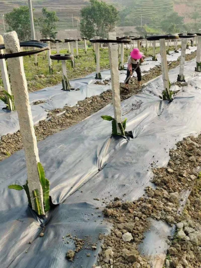 防草布抑草除草布地布果园农用除草布定制0.4-6米防晒