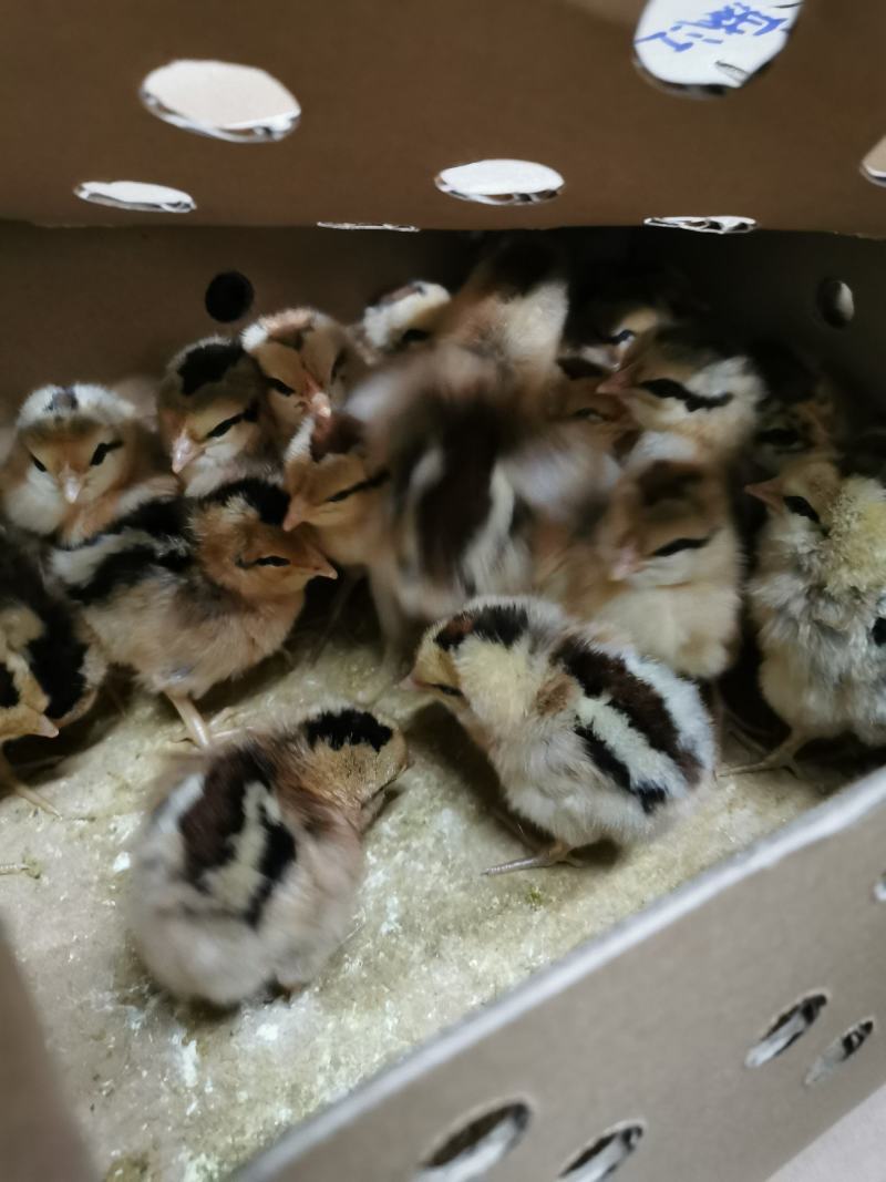 （血毛）土鸡苗/土鸡苗厂家直销、质量保证包运输成