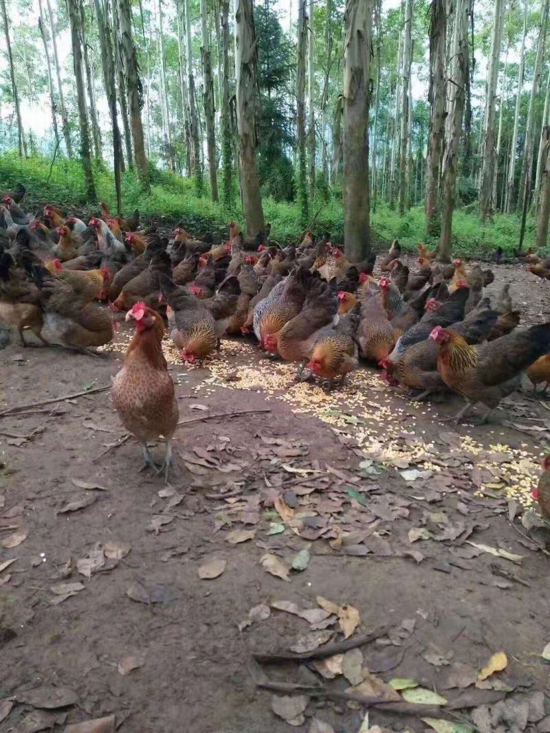 （血毛）土鸡苗/土鸡苗厂家直销、质量保证包运输成