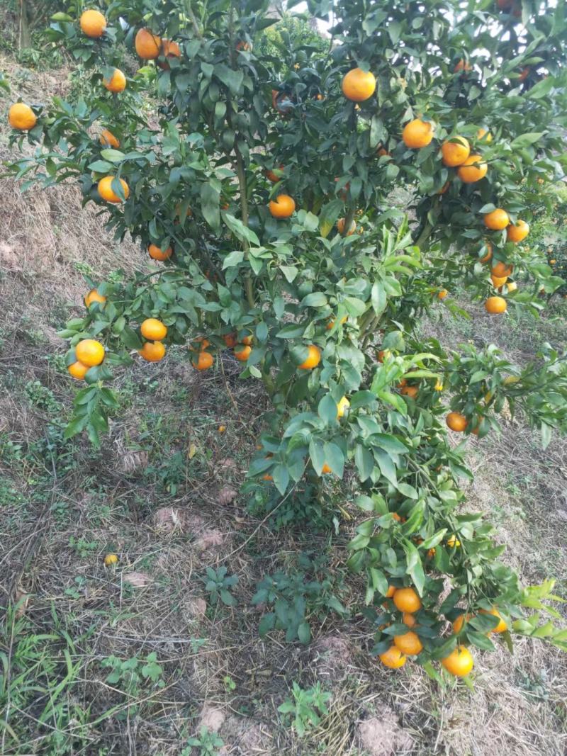 云南普洱沃柑种植大户